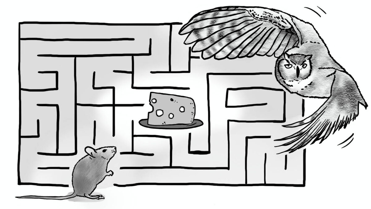 Reframing: Positive goals increase our chances of positive outcomes.